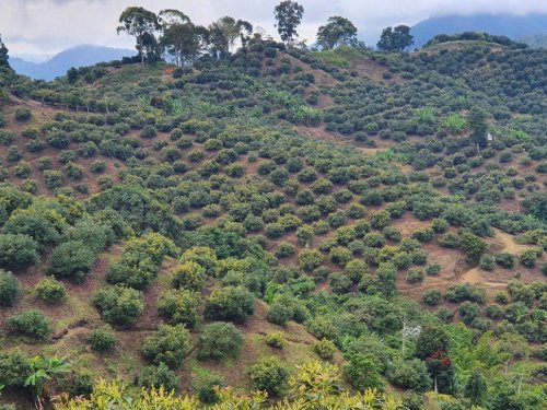 Cabilfrut Colombia y Green SuperFood sellan alianza para posicionar el aguacate origen Colombia