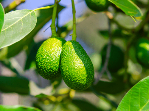 Apeajal: “Llegaremos a más del doble en producción de aguacate para EE.UU.”