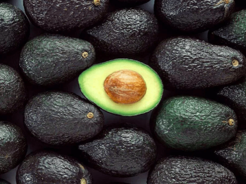 Comité de Paltas de Chile en Territorio Aguacate 2023: “Hoy somos un ejemplo para el resto de los productores en sostenibilidad”