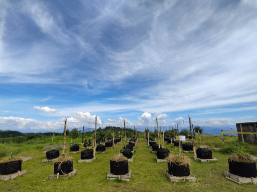 Colombia inicia investigación en el cultivo de aguacate en macetas.