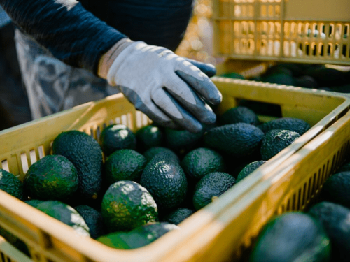 Principal mercado de destino de la palta peruana es Países Bajos