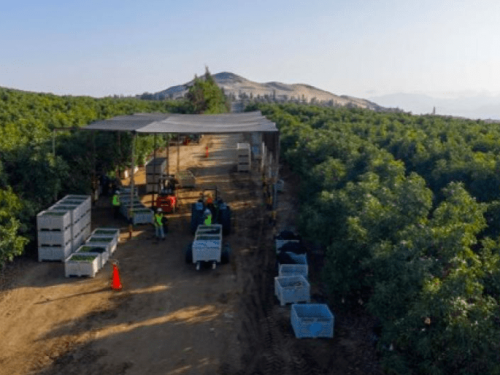 Mission Produce inicia la segunda mitad de su campaña de abastecimiento global