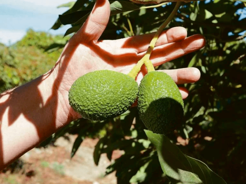 Catastro frutícola revela caída en superficie de cultivos y un alza en especies exportables