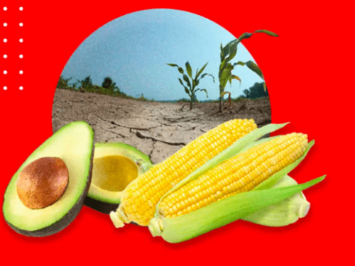 Impactos de la sequía en México: maíz y aguacate, entre los alimentos más afectados