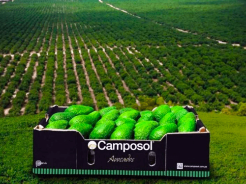 Camposol obtiene financiamiento ecológico por un total de US$ 30 millones