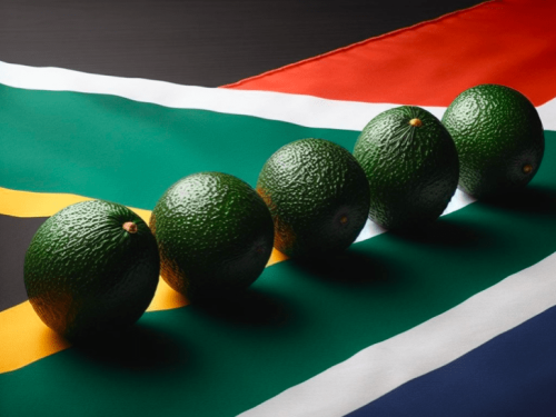 Variedad de aguacate Buterball, proveniente de Sudáfrica