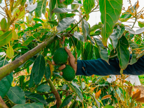 Producción de palta en Mar del Plata, entre las expectativas y los desafíos