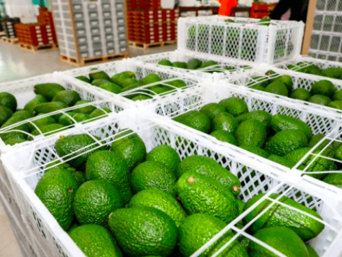 MIDAGRI anuncia el comienzo del Intercambio Electrónico de Certificados Fitosanitarios entre Perú y Estados Unidos