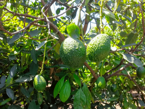 La falta de uniformidad en los calibres del aguacate de México provoca variaciones en sus precios.