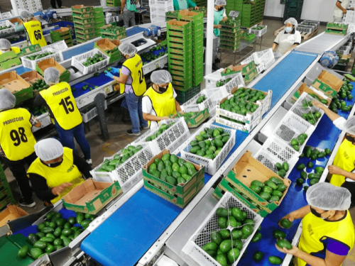 Perú: Agroexportaciones bajaron un 2,6% entre enero - octubre