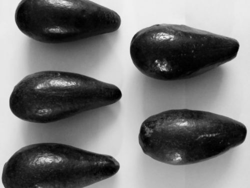 Aguacate criollo para exportación y producción de aceite