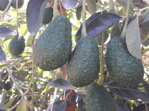 Objetivo para 2025: Enviar un cuarto de la producción de aguacate peruano a EE. UU