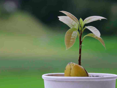 El árbol de aguacate: cuidados y beneficios para tenerlo en tu hogar