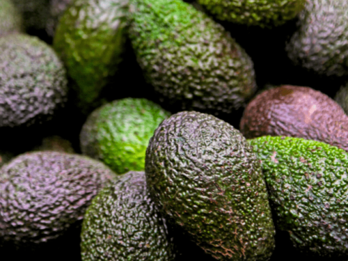La industria del aguacate en Sudamérica y sus desafíos
