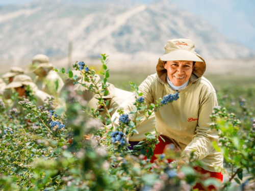 Accionista local de Danper toma control total de la empresa al adquirir el 100% de las acciones