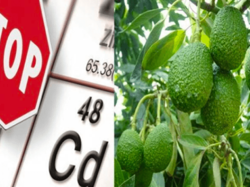 Avances de Prohass en la reducción del cadmio en las exportaciones de palta hass