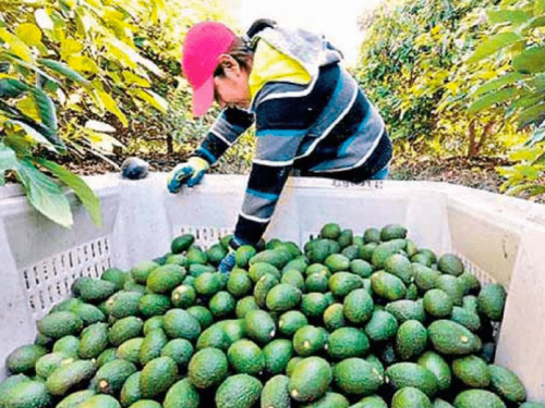 ProHass avanza en Senasa con el registro de 17 productos agroquímicos y 4 más en proceso