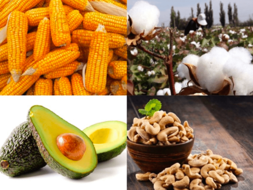 Un aumento del 9,5% lleva las exportaciones agrícolas de Tanzania a los 2.300 millones de dólares en dos años