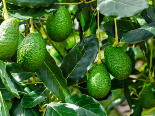 Mission Produce registró una caída en los ingresos netos y el volumen de palta exportable en 2023