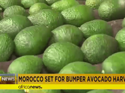 Marruecos espera una gran cosecha de aguacates, fortaleciendo su posición en el mercado mundial