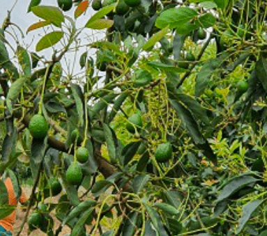 Triunfo para los Aguacates Sudafricanos: Acceso Concedido a Japón Después de una Historia de Restricciones Malinterpretadas