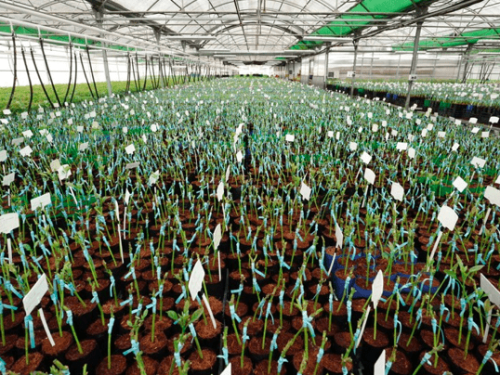 El interés por el aguacate está en aumento en el norte de España