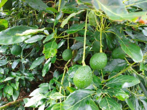 California: Reconociendo al Aguacate como la fruta estatal, más allá de su exquisito sabor