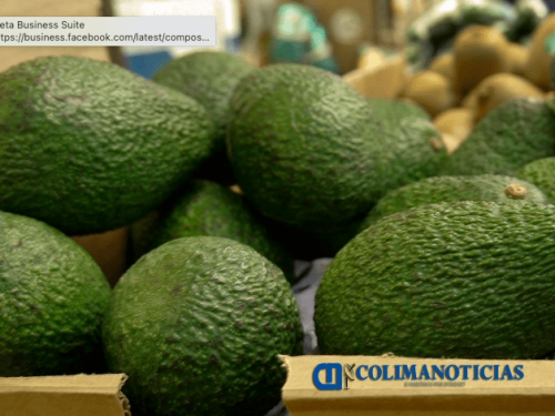 En 2023, el sector aguacatero en Colima experimentó desafíos económicos debido a la baja de precios