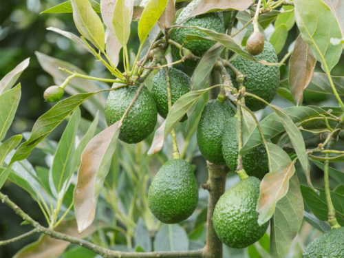 Escenarios y oportunidades que aguardan al sector rural de Jalisco en el próximo año