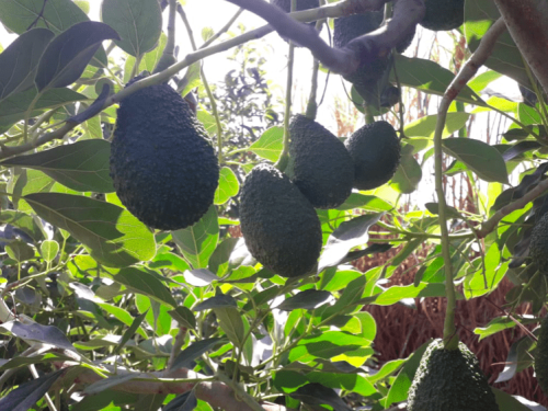 Apertura de Mercado: Malasia da luz verde a la palta Hass peruana después de una década de negociaciones