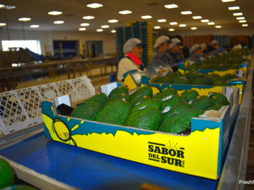 El aguacate no es una oportunidad de negocio, sino un producto para especialistas