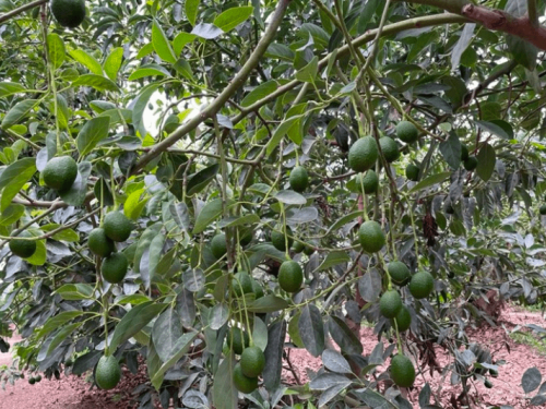 Desafiando a El Niño: Estrategias para la supervivencia de aguacates y arándanos en Perú