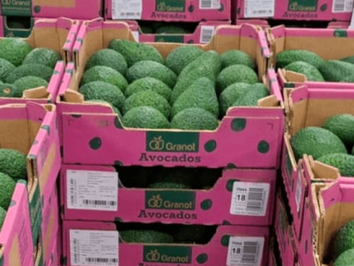 A pesar de los desafíos en Israel, el mercado europeo de aguacates Hass prospera con precios elevados