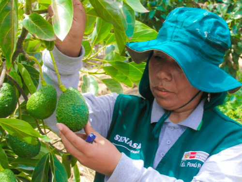 Posicionamiento global: Perú se destaca como segundo exportador de palta con acceso a 67 mercados