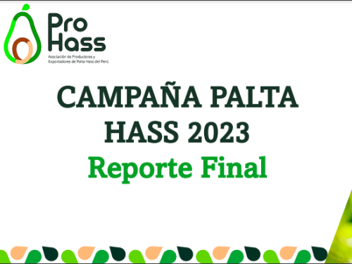 Exportaciones de aguacate Hass de Perú de 2023, crecieron un 1%