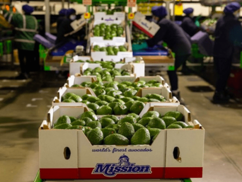 El boom del aguacate: Ventas en Estados Unidos se disparan en enero