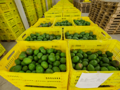 Productores de aguacate en Michoacán integran tecnología de rastreo