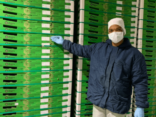 Colombia prevé un fuerte impulso en la producción de aguacate para el 2024