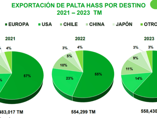 Perú cerró con 558,430 tons de exportaciones de aguacates en 2023