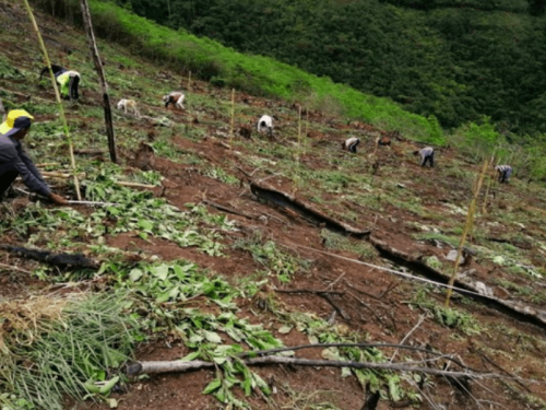 Cómo Dominic Shrubb aprovechó las condiciones climáticas de Perú para su éxito agrícola