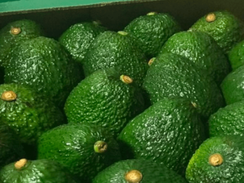 Crecimiento del 20% en exportaciones: El aguacate Hass destaca en Colombia