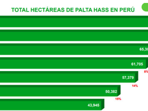 Perú llegó a las 67,767 hectáreas de aguacate Hass al año 2023