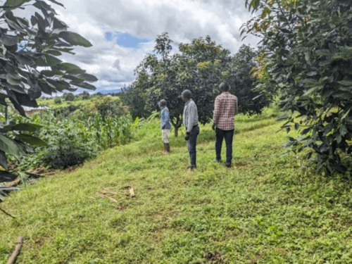 Kwanza Fresh anticipa un aumento en la demanda de aguacates tanzanos a medida que se acerca la temporada alta