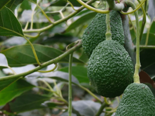 2023: Un año de éxito para la exportación de aguacate Hass desde Colombia