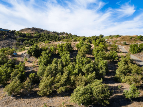 La historia de una pequeña ciudad californiana convertida en la capital del aguacate
