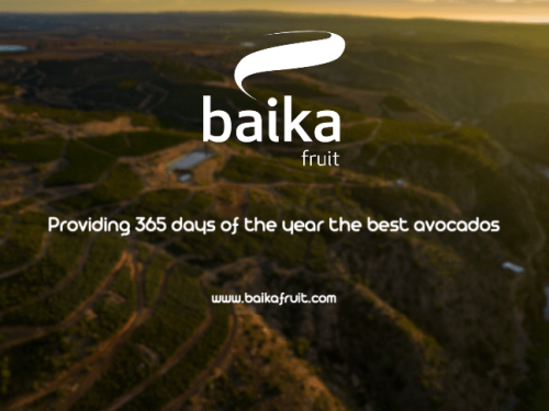 Baika: Proporcionando los 365 días del año el mejor aguacate.