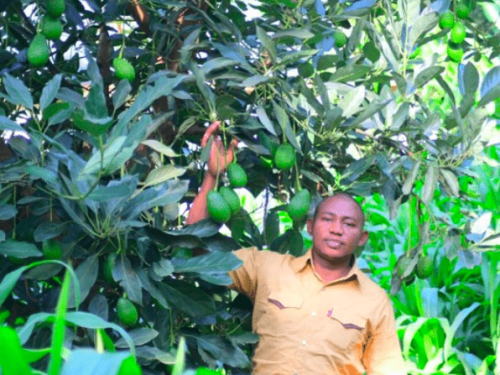 El aguacate keniano conquista nuevos mercados y despierta interés global