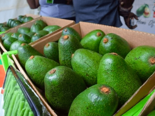 Kenia reanuda exportaciones de aguacate luego de suspensión de cuatro meses