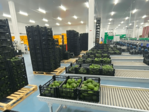 La Experiencia de Global Avocados en la Temporada de Aguacates en Portugal