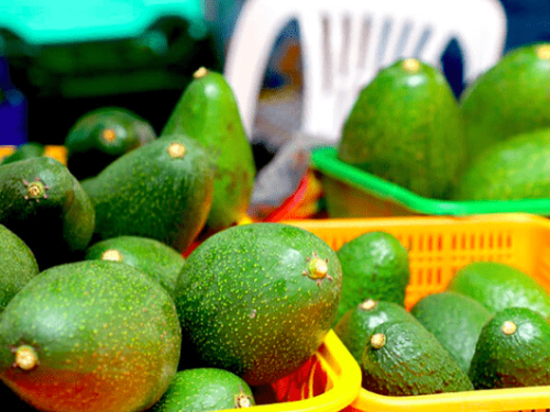 Festival de la palta en Huancabamba: preparativos en marcha